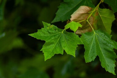 Platanus x hispanica en plateau 8/10 240cm tronc 120x120