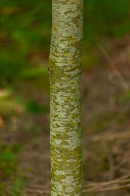 Platanus x hispanica en plateau 8/10 240cm tronc 120x120