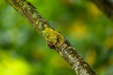 Platanus x hispanica en plateau 8/10 240cm tronc 120x120