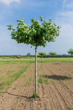 Platanus x hispanica en plateau 8/10 240cm tronc 120x120