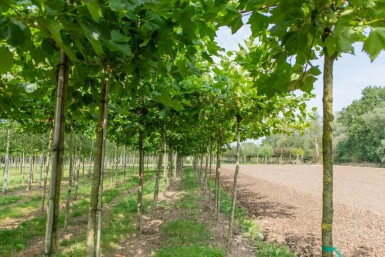 Platanus x hispanica en plateau 8/10 240cm tronc 120x120