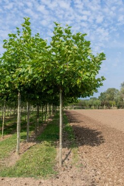Platanus x hispanica en plateau 8/10 240cm tronc 120x120