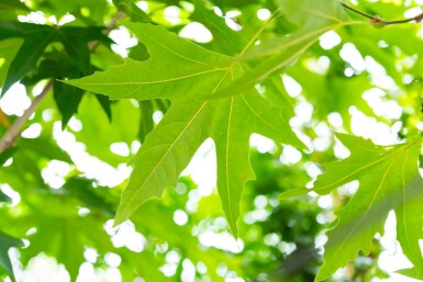 Platanus x hispanica 'Malburg'