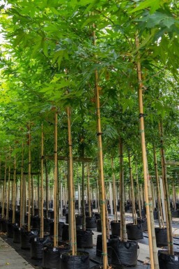 Platanus x hispanica 'Malburg' haute-tige