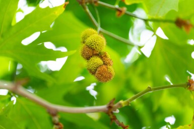Platanus x hispanica 'Malburg' haute-tige 18/20