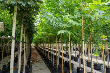 Platanus x hispanica 'Malburg' haute-tige 18/20