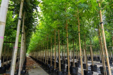 Platanus x hispanica 'Malburg' haute-tige 18/20