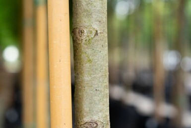 Platanus x hispanica 'Malburg' haute-tige 18/20