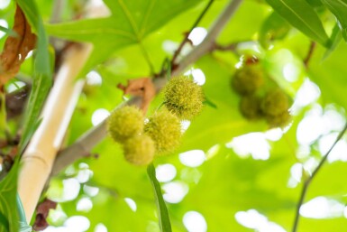 Platanus x hispanica 'Malburg' haute-tige 18/20