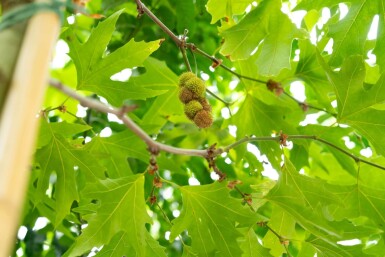 Platanus x hispanica 'Malburg' haute-tige 18/20