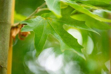 Platanus x hispanica 'Malburg' haute-tige 18/20