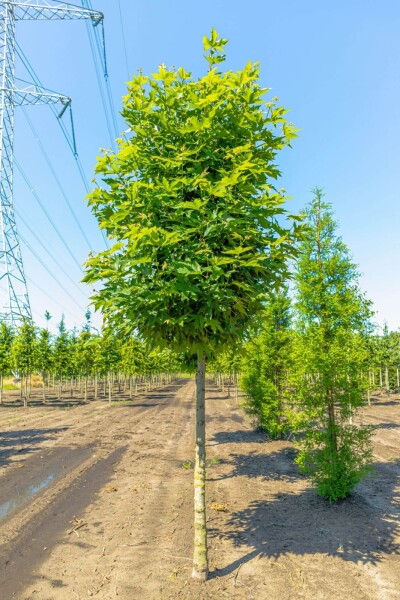 Platanus orientalis 'Minaret' haute-tige 14/16