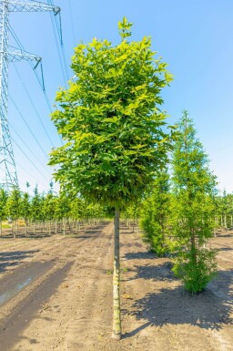 Platanus orientalis 'Minaret' haute-tige