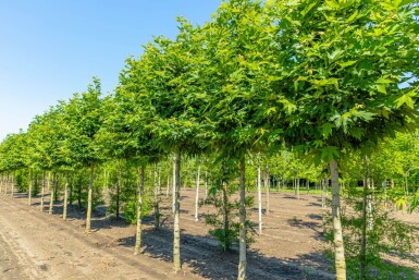 Platanus orientalis 'Minaret' haute-tige