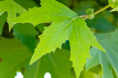 Platanus orientalis 'Minaret' haute-tige 14/16