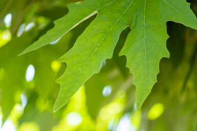 Platanus orientalis 'Minaret' haute-tige 14/16