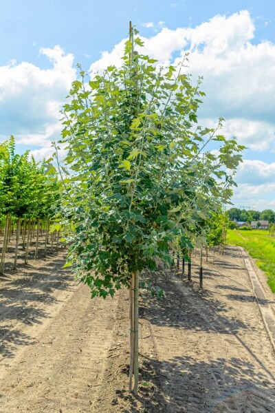 Populus alba haute-tige 10/12
