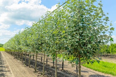 Populus alba haute-tige 10/12
