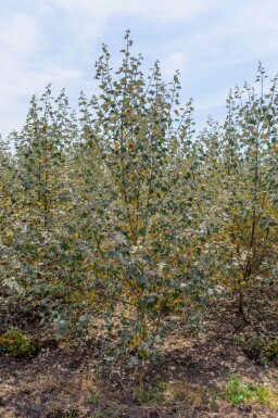 Populus alba cépée