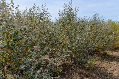 Populus alba cépée
