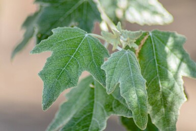Populus alba cépée