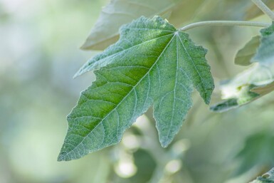 Populus alba cépée