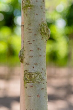 Populus alba cépée