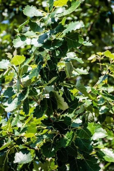 Populus canescens haute-tige