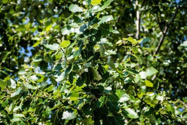 Populus canescens haute-tige