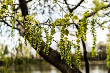 Populus canescens haute-tige