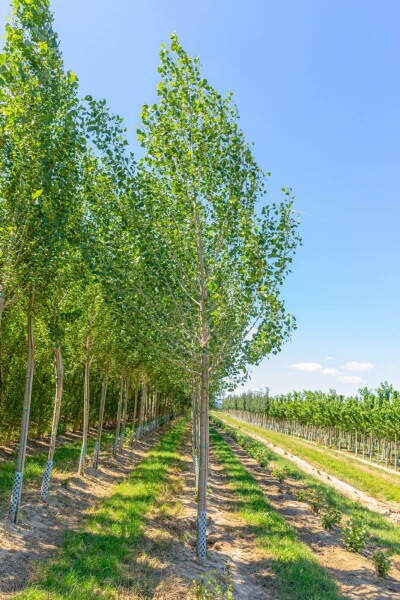 Populus nigra haute-tige
