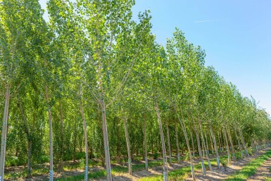 Populus nigra haute-tige