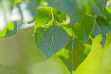 Populus nigra haute-tige