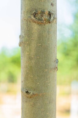 Populus nigra haute-tige