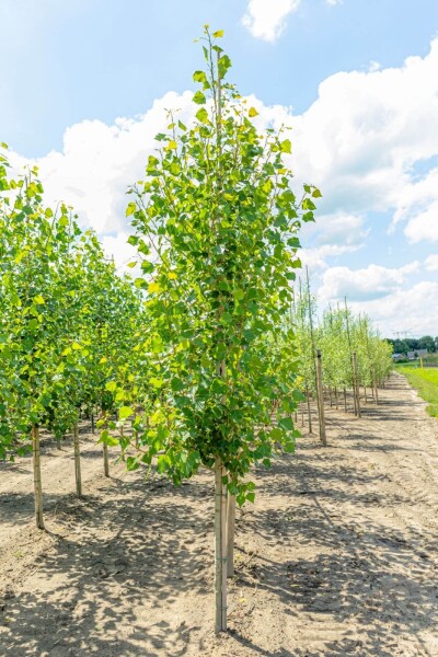 Populus nigra 'Italica' haute-tige 20/25