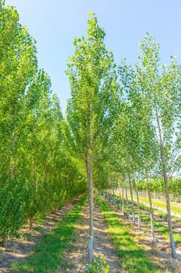 Populus nigra 'Italica' haute-tige 20/25