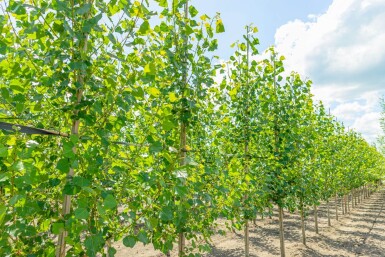 Populus nigra 'Italica' haute-tige 20/25