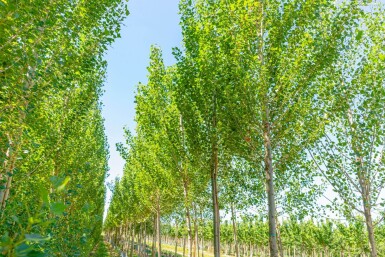 Populus nigra 'Italica' haute-tige 20/25