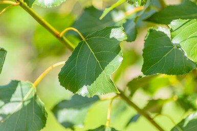 Populus nigra 'Italica' haute-tige 20/25