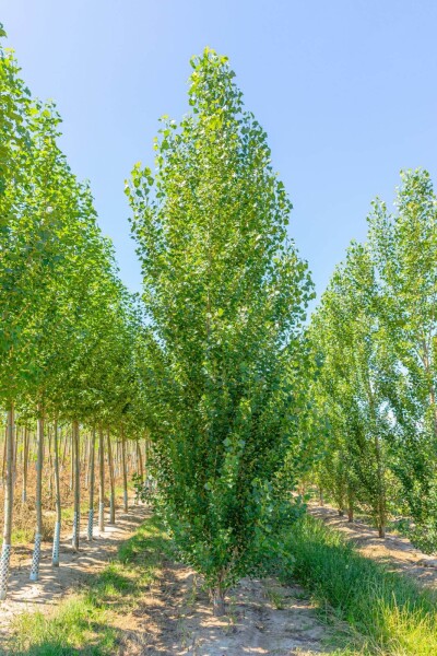 Populus nigra 'Italica' baliveau 6-8