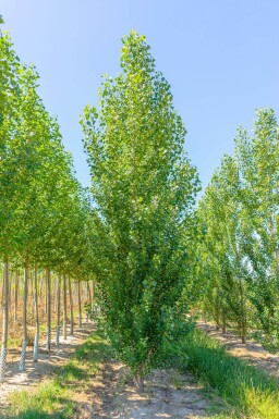 Populus nigra 'Italica' baliveau