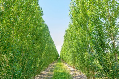 Populus nigra 'Italica' baliveau