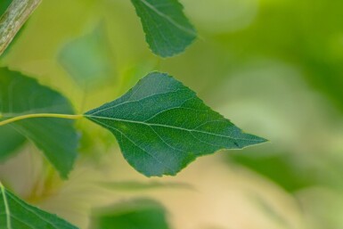 Populus nigra 'Italica' baliveau 6-8