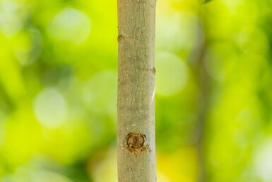 Populus nigra 'Italica' baliveau 6-8