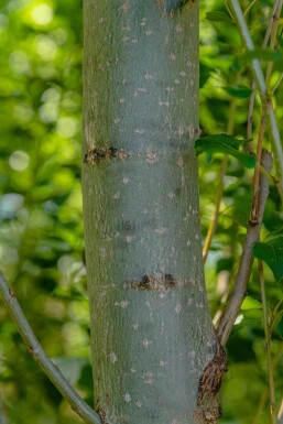 Populus nigra 'Italica' baliveau 6-8