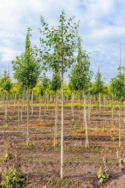 Populus tremula haute-tige