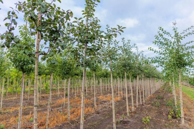 Populus tremula haute-tige