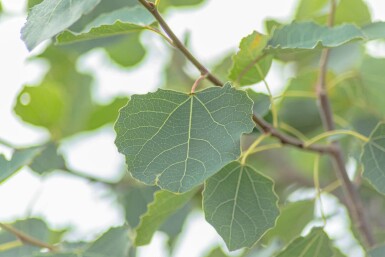 Populus tremula baliveau
