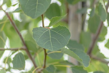 Populus tremula baliveau