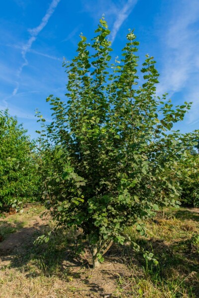 Populus tremula cépée